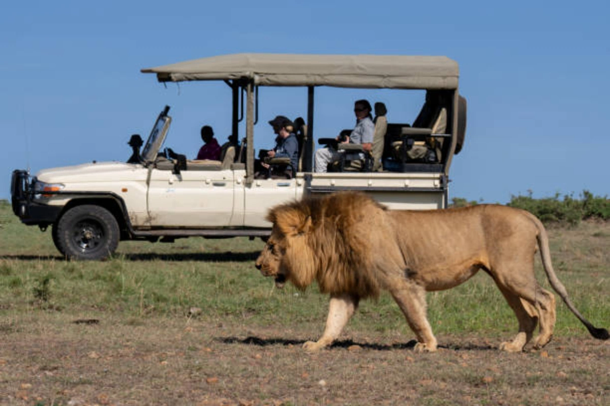 Exclusive 4x4 game drive observing lions in the uncrowded Olare Motorogi Conservancy