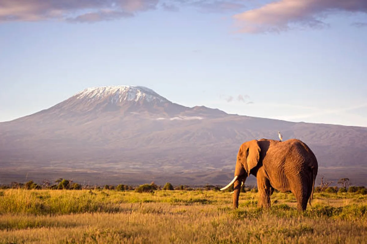 African elephants roaming through Amboseli National Park with Mount Kilimanjaro in the background Kenya
