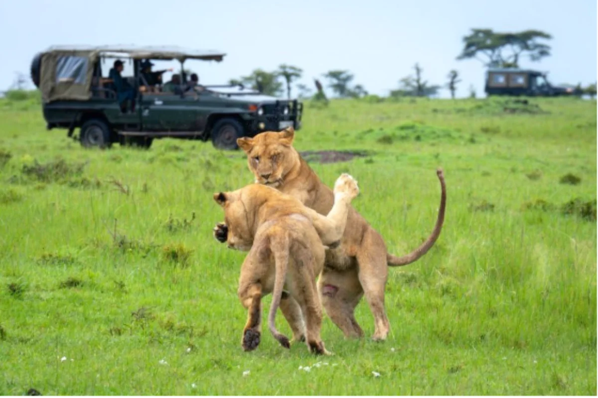 How to Get Discount Deals In December Kenya Safaris