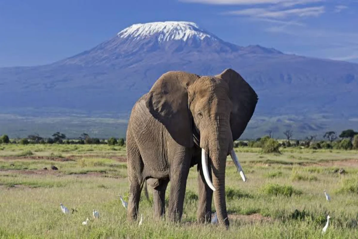 Large bull elephant walking through grassy plains with snow-capped Mount Kilimanjaro in the background at Amboseli National Park Kenya.