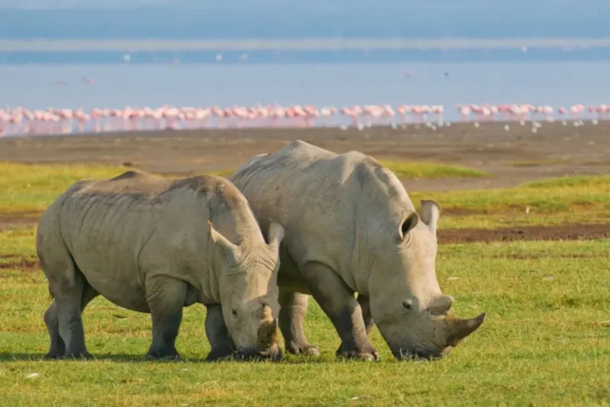 Endangered white rhino grazing in Lake Nakuru National Park on a 5-day Kenya safari itinerary.