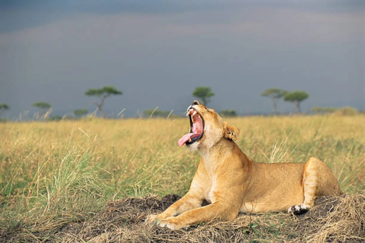 Lioness on a rocky ridge surveying savannah grasslands in the Masai Mara National Reserve Kenya.