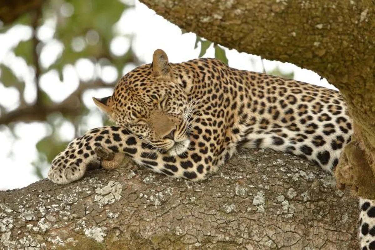 What to Experience on Masai Mara Safaris