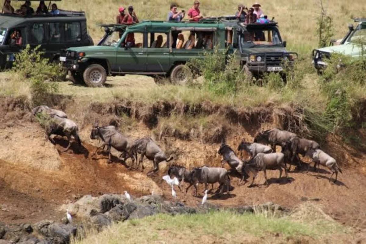 Pop-top 4x4 Land Cruiser on an early morning dawn game drive across the golden savannah plains of the Masai Mara.