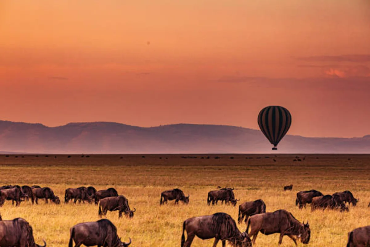 Aerial view of wildebeest migrating across open plains with a hot air balloon floating overhead in the Masai Mara.