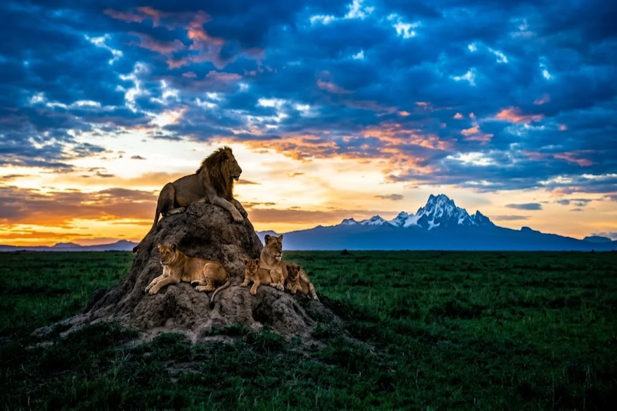 Pride of lions in vibrant green savannah with dramatic clouds at Lewa Wildlife Conservancy Laikipia Kenya.