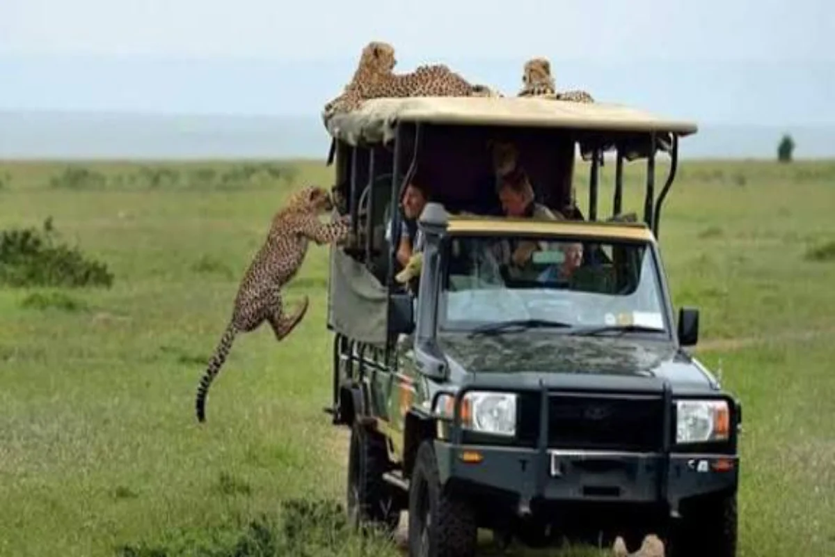 Tourists on a 4x4 game drive watching lions in Masai Mara, showing typical Kenya safari daily costs for Australians